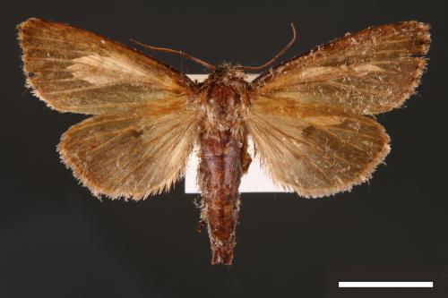 Nonagria nigropunctata[00002665]