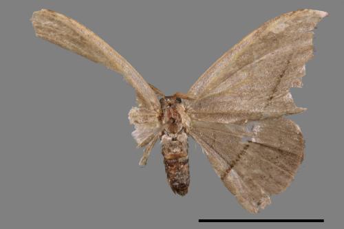Albara reversaria opalescens[單帶鉤蛾][00089385]