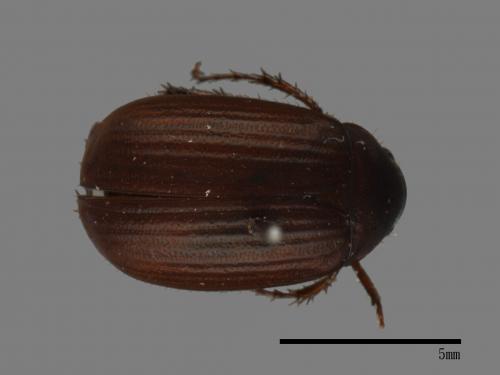 <已分類>Family：Scarabaeidae[金龜子科][00084186]