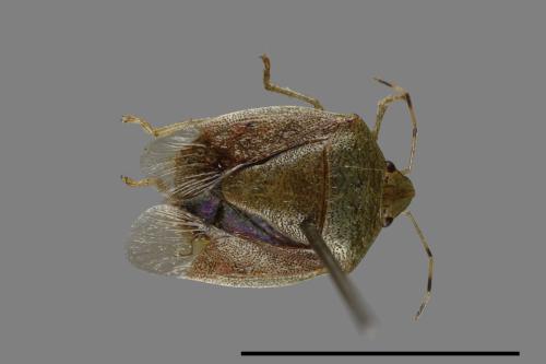 <已分類>Genus：Plautia[00026108]