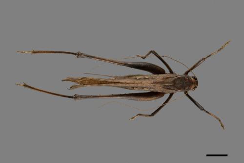 Mecopoda elongata[台灣騷蟴][00086867]