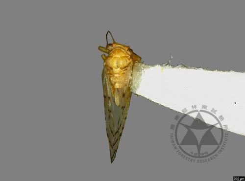 <已分類>Family：Psyllidae[木蝨科][00078157]