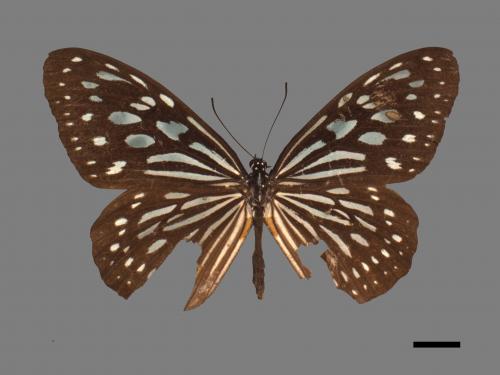 Ideopsis similis[琉球青斑蝶][00027403]