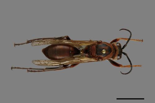 Polistes tenebricosus[赭褐長腳蜂][00074388]