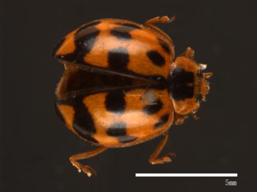 Harmonia octomaculata[八斑和瓢蟲][00085073]