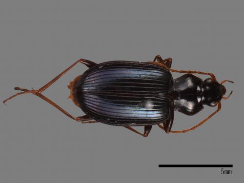 <已分類>Family：Carabidae[步行蟲科][00092648]