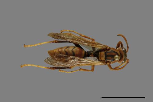 Polistes jokahamae[果馬蜂][00119290]