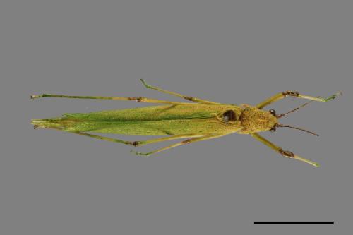 <已分類>Order：Orthoptera[直翅目][00048003]