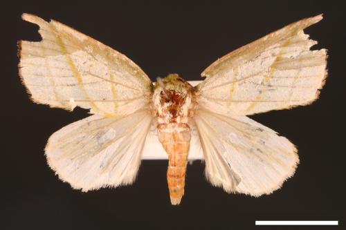Hylophilodes esakii[00004466]