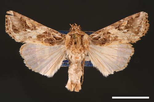 Spodoptera litura[斜紋夜蛾][00002779]