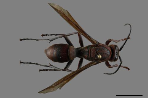 Polistes tenebricosus[赭褐長腳蜂][00117552]