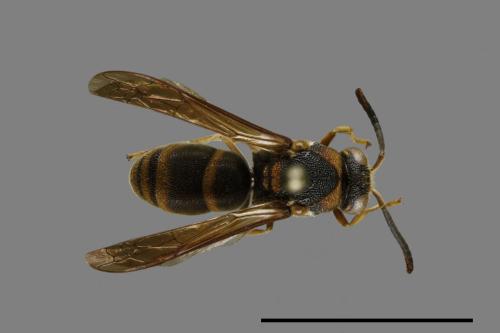 Anterhynchium flavomarginatum formosicola[黃緣蜾嬴][00100122]