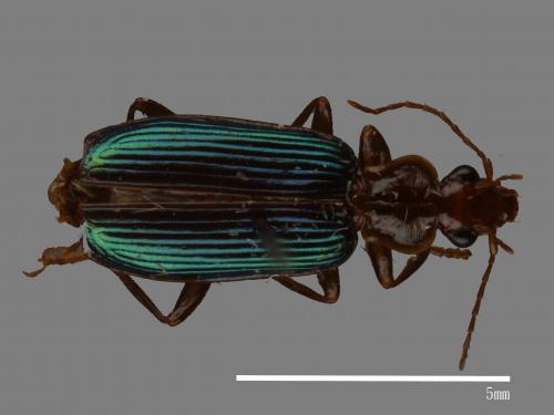 <已分類>Family：Carabidae[步行蟲科][00050254]