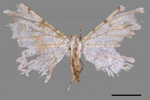Lassaba parvalbidaria parvalbidaria[污雪雙斑尺蛾][00089935]