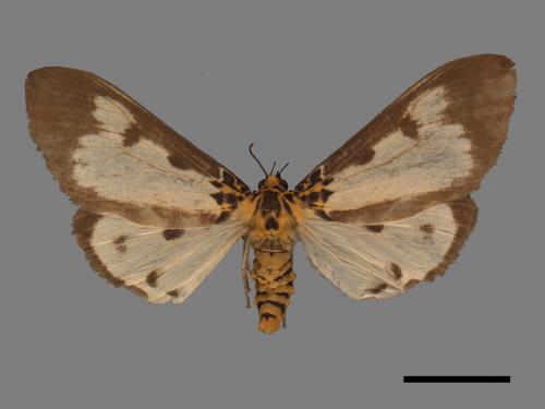 Asota plana lacteata[長斑擬燈蛾][00045585]