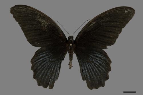 Papilio memnon heronus[大鳳蝶][00093783]