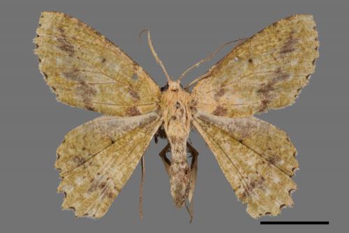 Herochroma supraviridaria[粉綠尺蛾][00055920]