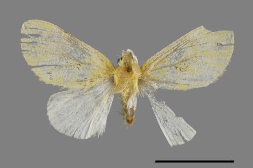 <已分類>Genus：Euproctis[00051933]