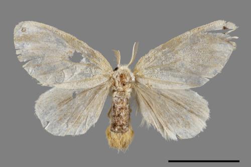 Euproctis kanshireia[00035431]