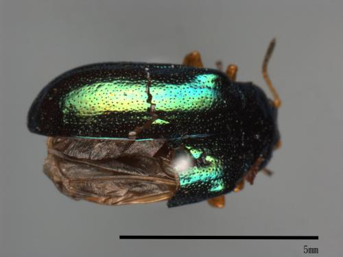 <已分類>Family：Chrysomelidae[金花蟲科][00081216]