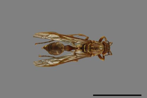 Parapolybia nodosa[叉胸異腹胡蜂][00078594]