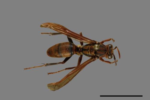 Polistes formosanus[00073594]