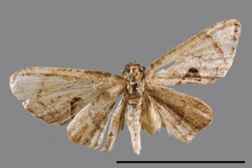 Phazaca kosemponicola[甲仙圓翅雙尾蛾][00052320]