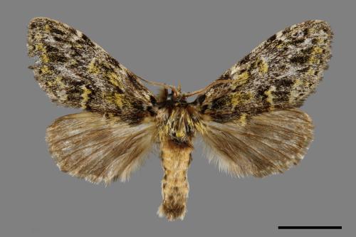 Pseudosomera noctuiformis[00020218]