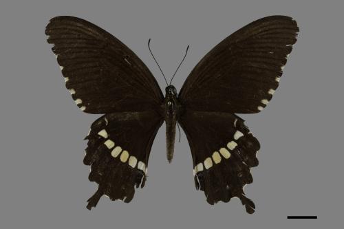 Papilio polytes polytes[玉帶鳳蝶][00101139]