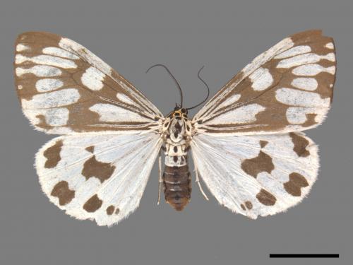 Nyctemera adversata[粉蝶燈蛾][00045454]