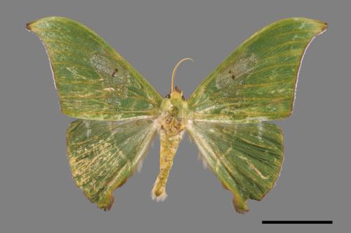 Tanaorhinus viridiluteatus[雙點鐮翅青尺蛾][00054808]