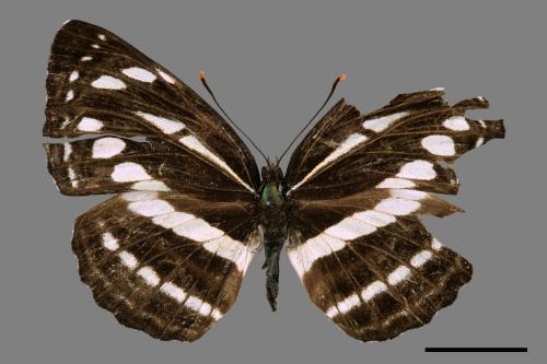 Neptis nata lutatia[臺灣三線蝶][00027427]