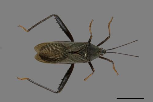 Notobitus meleagris[黑竹緣蝽][00075314]