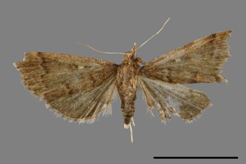 <已分類>Family：Crambidae[草螟科][00021764]