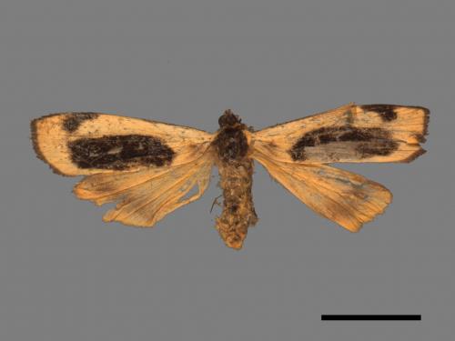 Thysanoptyx incurvata[長斑土苔蛾][00051426]