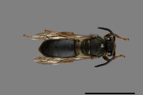 Vespula flaviceps[細黃胡蜂][00073472]