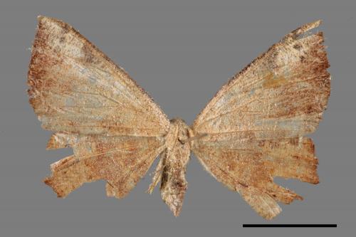 Pelalostega deletaria[枯斑尺蛾][00051757]