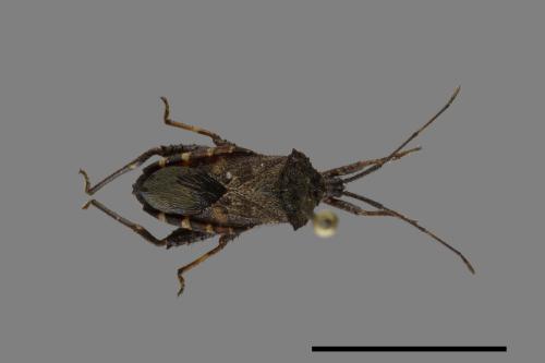 Acanthocoris scaber[瘤緣蝽][00090505]