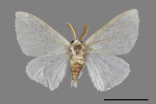 Arctornis cygna[小點白毒蛾][00053545]