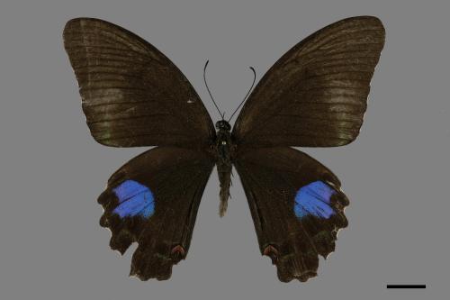 Papilio paris nakaharai[大琉璃紋鳳蝶][00093893]