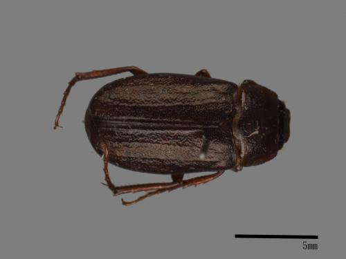 <已分類>Family：Scarabaeidae[金龜子科][00040336]