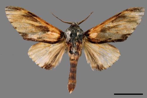 Neopheosia fasciata fasciata[00034407]