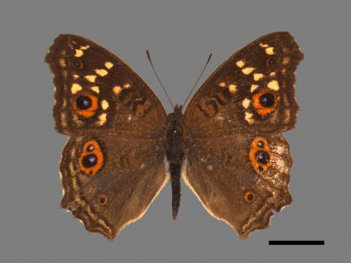 Junonia lemonias aenaria[眼紋擬蛺蝶][00060237]