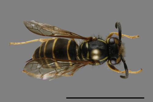 Vespula flaviceps[細黃胡蜂][00100095]