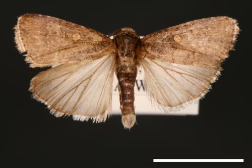 Spodoptera exigua[甜菜夜蛾][00002752]