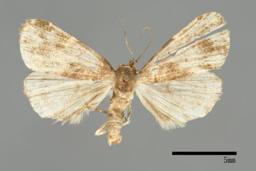 <已分類>Family：Noctuidae[夜蛾科][00010748]