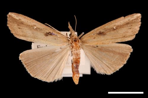 Hypena longipennis[00009730]