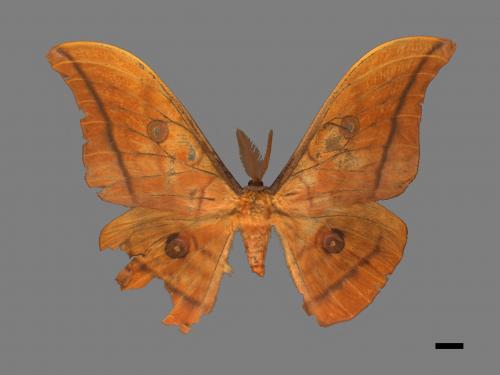 Antheraea yamamai superba[大透目天蠶蛾][00016093]