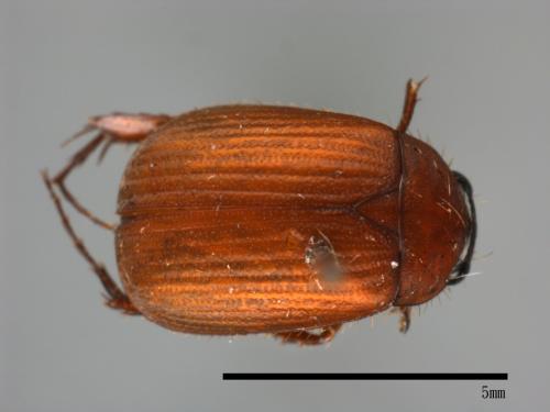 <已分類>Family：Scarabaeidae[金龜子科][00054219]