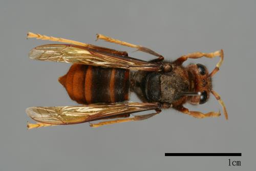 Vespa velutina[黃腳虎頭蜂][00097147]